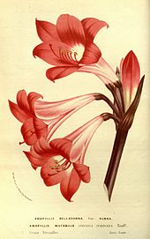 Flore_des_serres_v14_053a