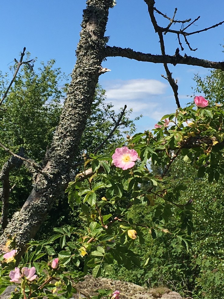 IMG_5547, Vallisaari, luonto, Helsinki, saarihyppely, JT-Line, risteily, Itämeri, nature