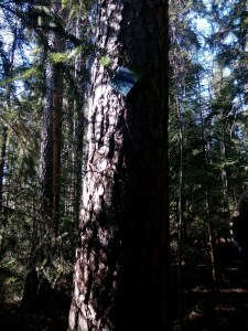 37de54b5-1157-4567-94f7-e2d96eece1ea