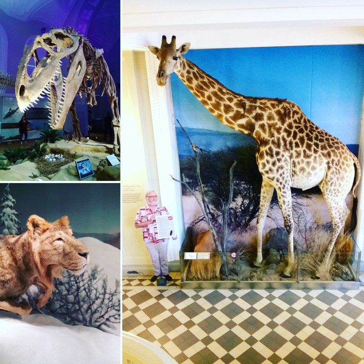 IMG_0530, museot, luonnontieteellinen museo, museokortti, lumo, visit Helsinki, lasten kanssa