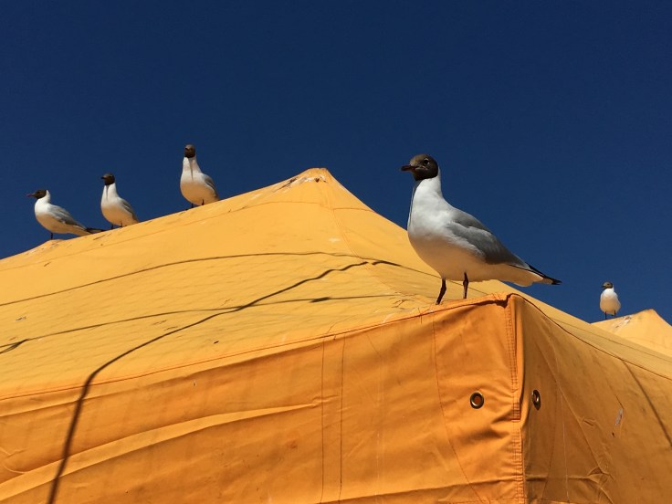 IMG_5464, Helsinki, Helsingin kauppatori, lokit, lokkiongelma, torikahvit, meri, Itämeri, visit Helsinki