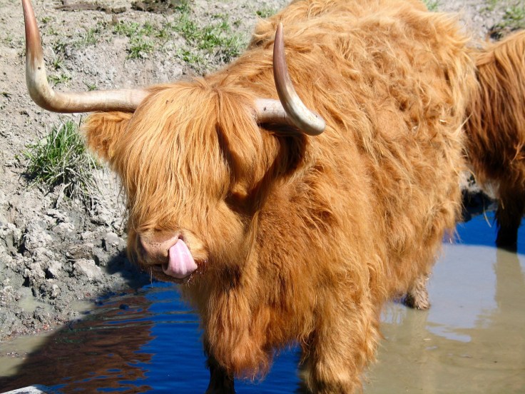 IMG_3250, Highland cattle, haikku, haikut, ylämaa, Jusala, Jusalan tila, laitumella, maatilamatkailu