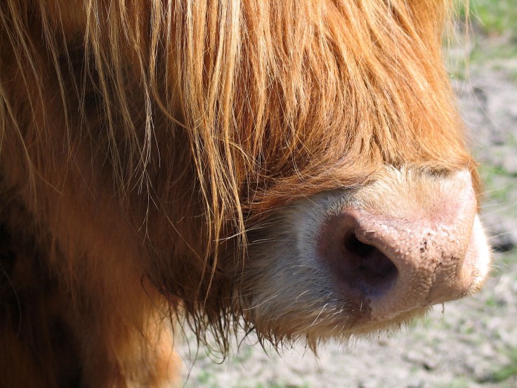 Highland cattle, Ylämaan karja, haikku, haikut, laitumella, Jusala, Salo