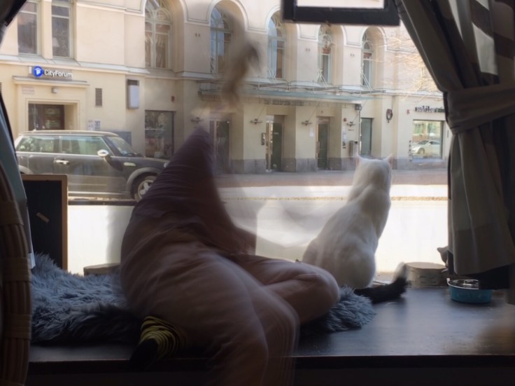 Helkatti, Helsinki, kahvila, Kissakahvila, kissat