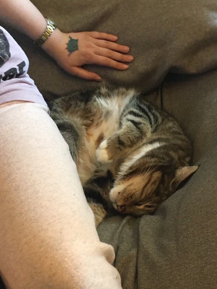 Kissakahvila Helkatti, kissat, Helsinki