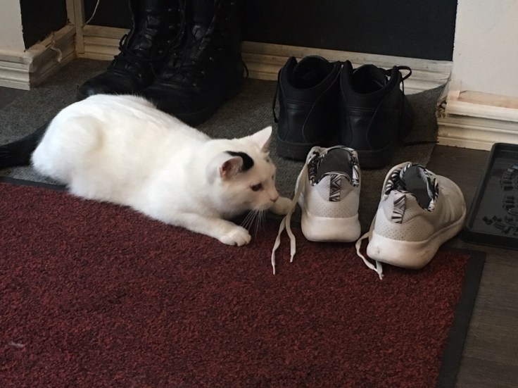 Herkules, Kissakahvila Helkatti, kissat, kahvila, Helsinki