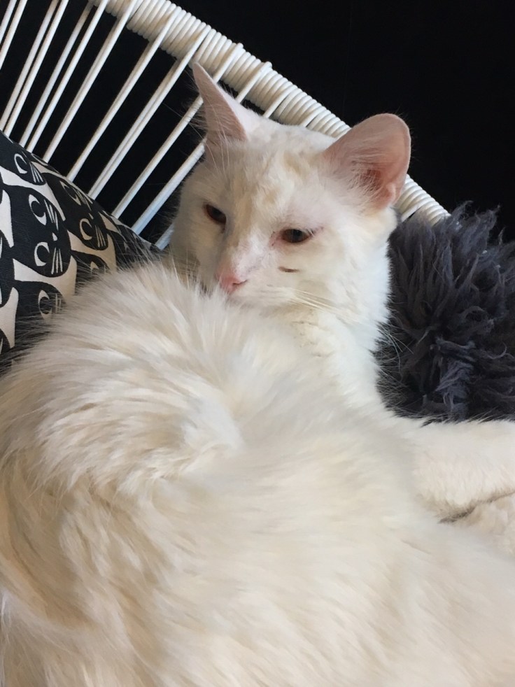 Puu, Helkatti, kissat, Kissakahvila, catcafe