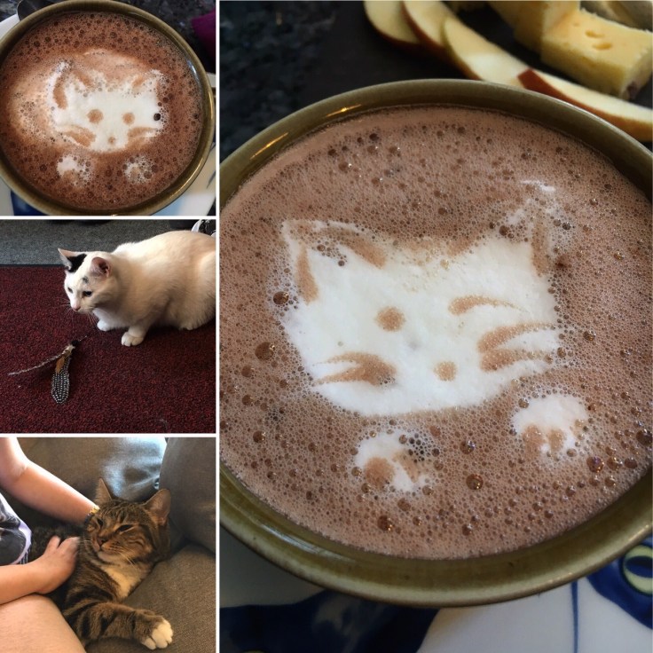 Kissakahvila Helkatti, kissat, Helsinki, Kissakahvila, kahvi