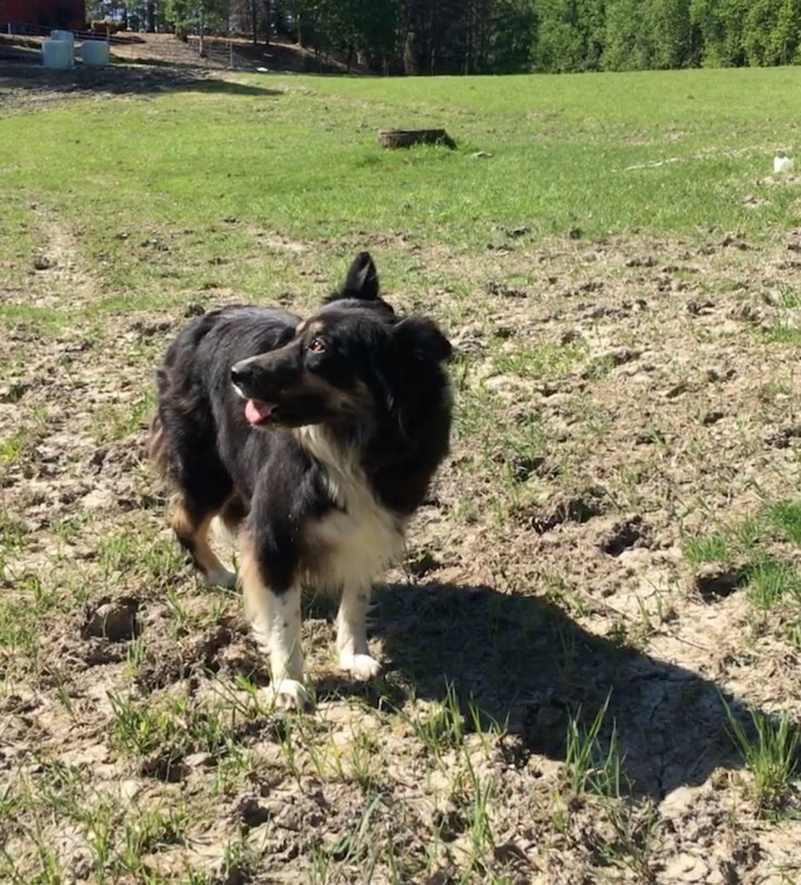 Paimenkoira, paimennus, Jusan tila, maatilamatkailua