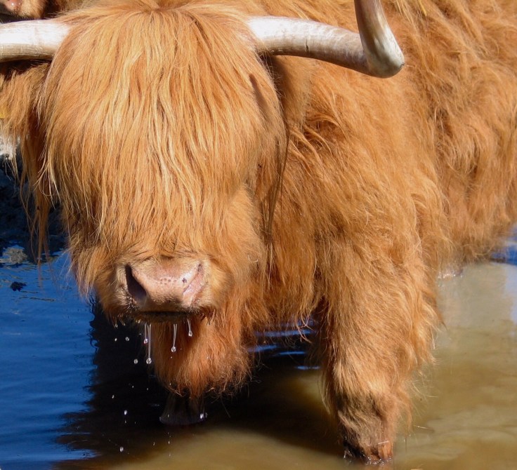 Haikku, haikut laitumella, maatilamatkailua, Salo, Jusalan tila