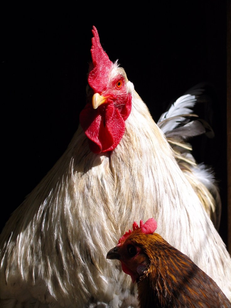 Maatilamatkailua, kanat, kukko, Jusalan tila, Salo