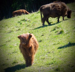 img_8647, Haikku, Jusalan tila, Salo, maatilamatkailua
