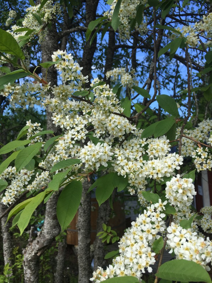tuomi, maatilamatkailu, Surkeenjärvi, majoitus