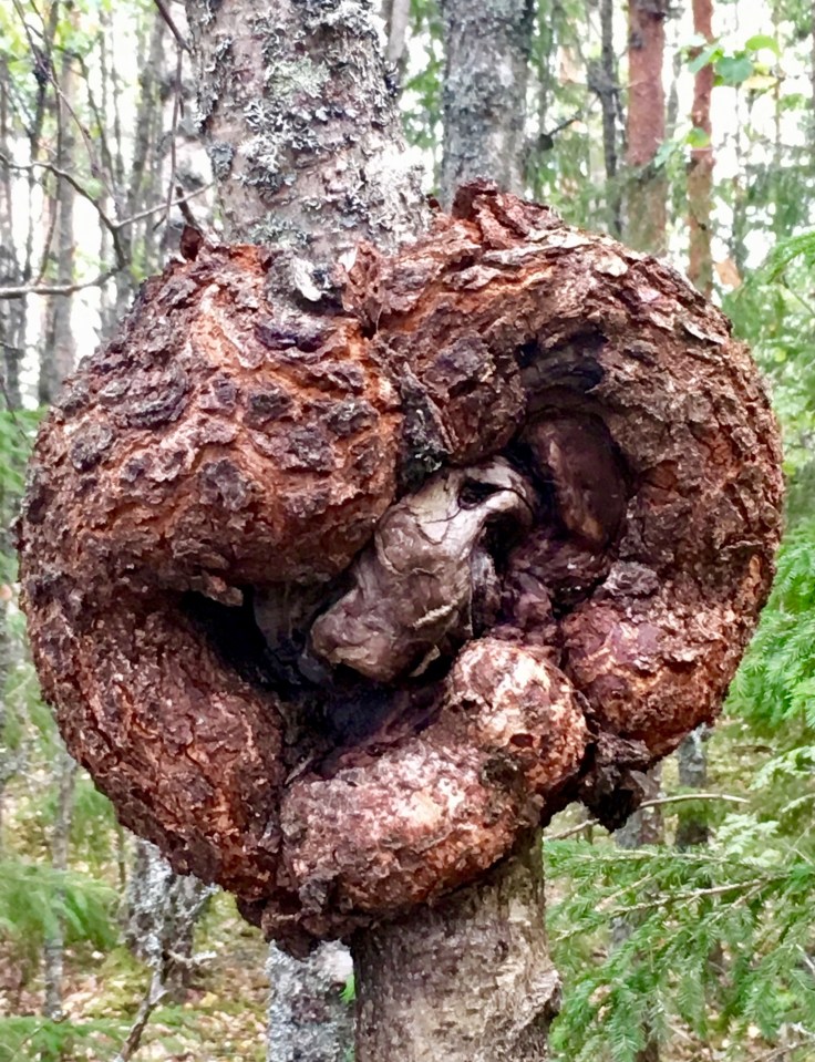 Pahka, Iso-Melkutin, luonto