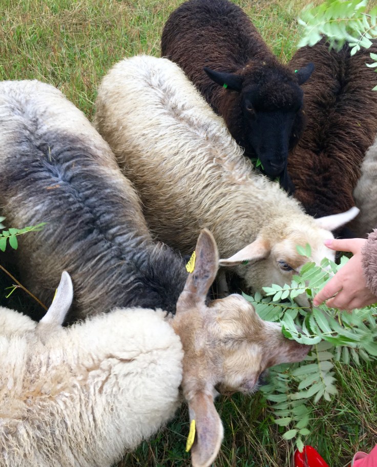 Lammaspaimenloma, Toppalan mökit, pappilan torppa, Petäjävesi, lampaat Lammaspaimenloma, Toppalan mökit, pappilan torppa