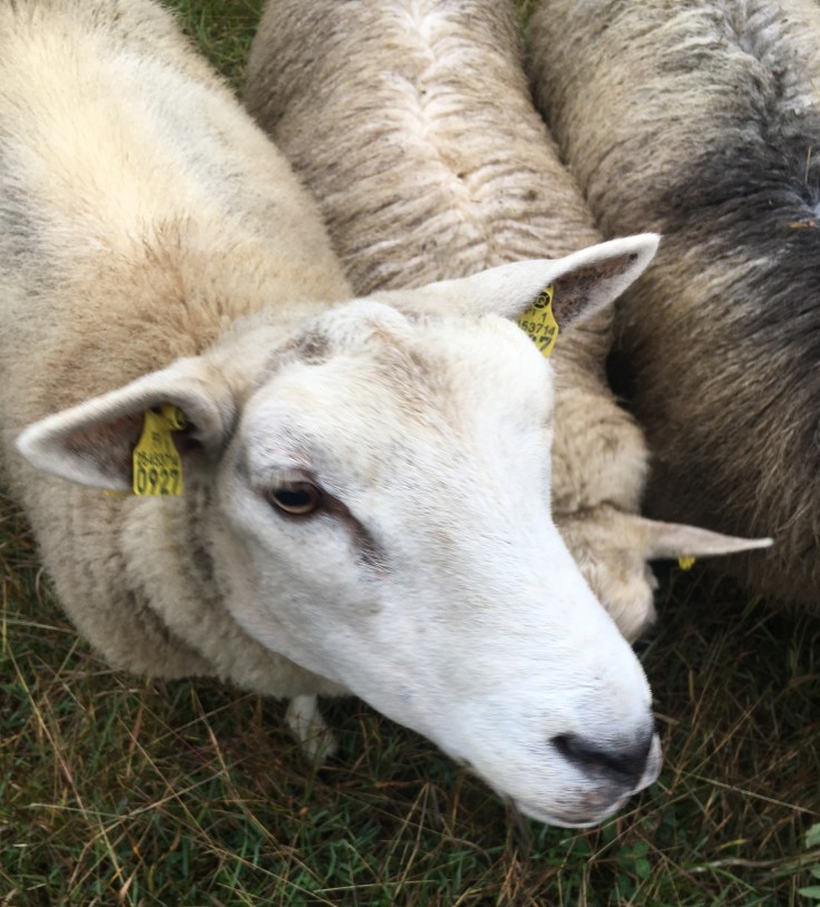 Lammaspaimenloma, Toppalan mökit, pappilan torppa, Petäjävesi, lampaat Lammaspaimenloma, Toppalan mökit, pappilan torppa, Petäjävesi, lampaat