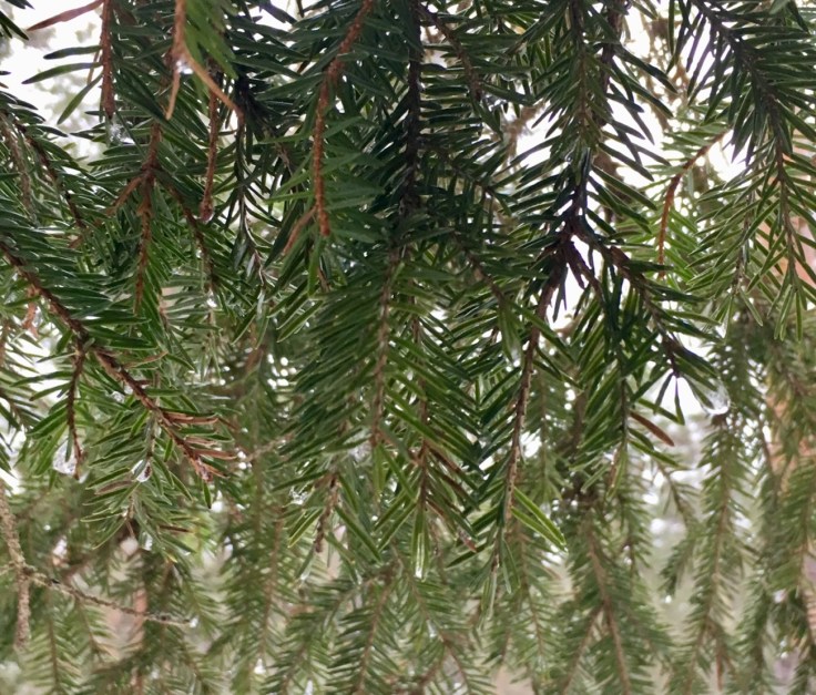 Teijon kansallispuisto, visit salo, metsä, kuusipuu, Suomen luonto, luontoon.fi