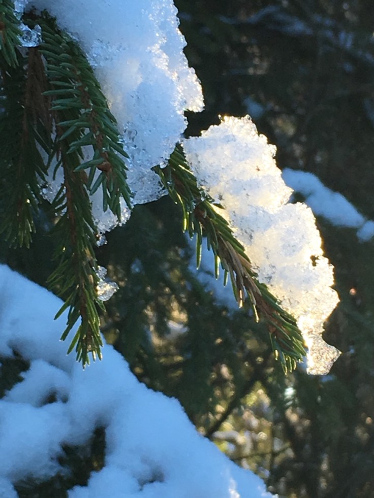 Kuusi, kuusikko, metsä, Suomen luonto, retkeily, kansallispuisto, luontoon.fi, Teijon kansallispuisto