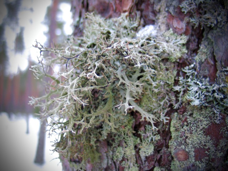Metsä, Teijon kansallispuisto