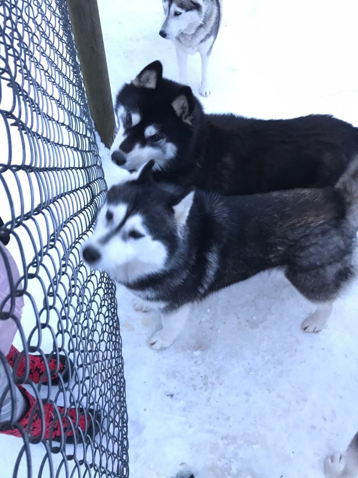 Viro, Paasiku, siperianhusky
