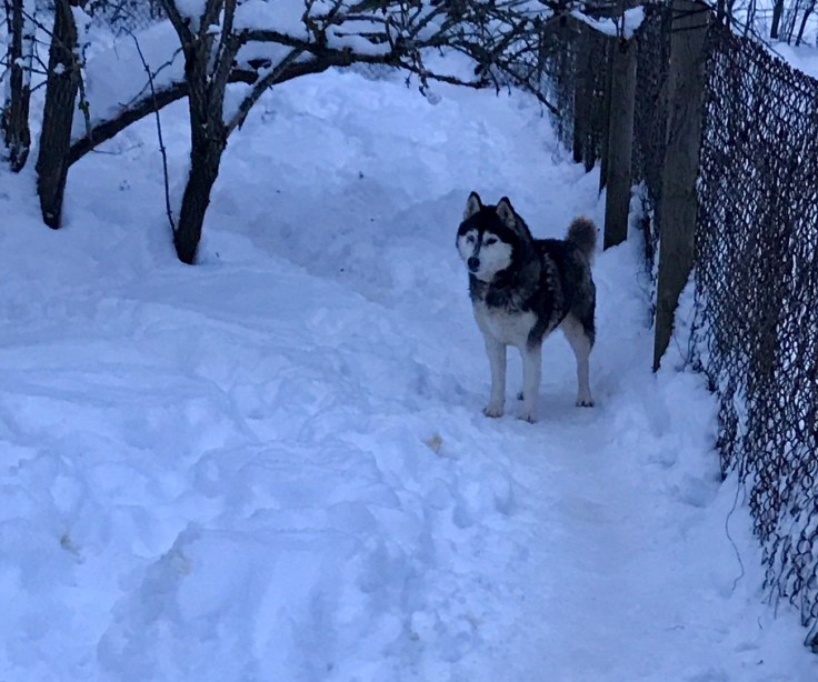 Paasiku mōis, Viro, huskyt, siperianhusky