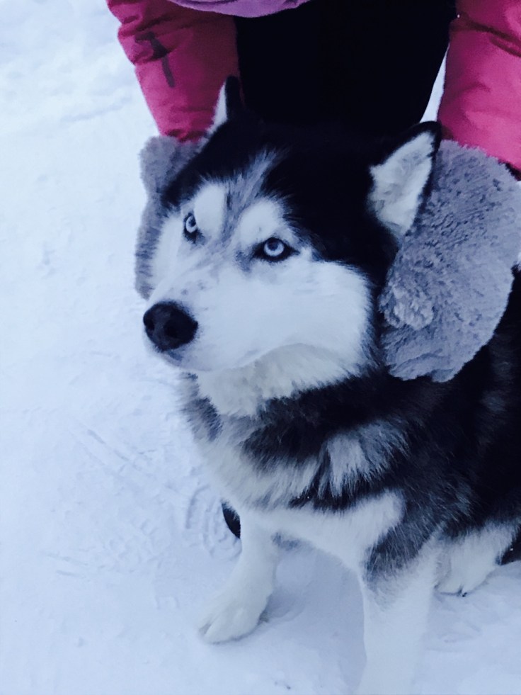 siperianhuskyt, Paasiku mōis, Viro, visit Estonia