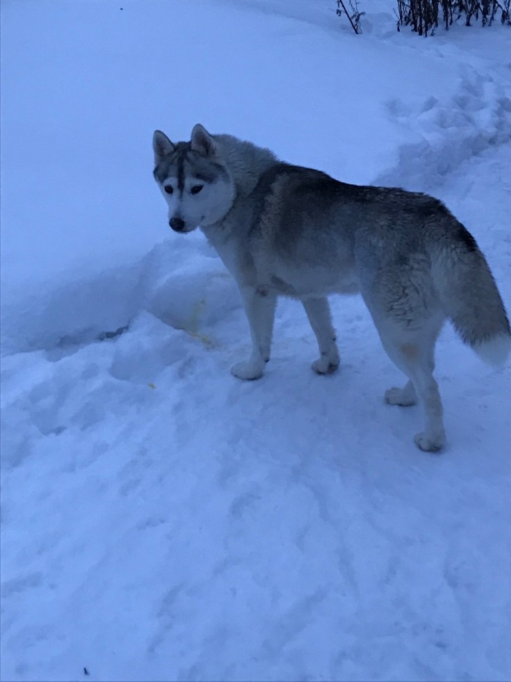 Paasiku mōis, Viro, huskyt