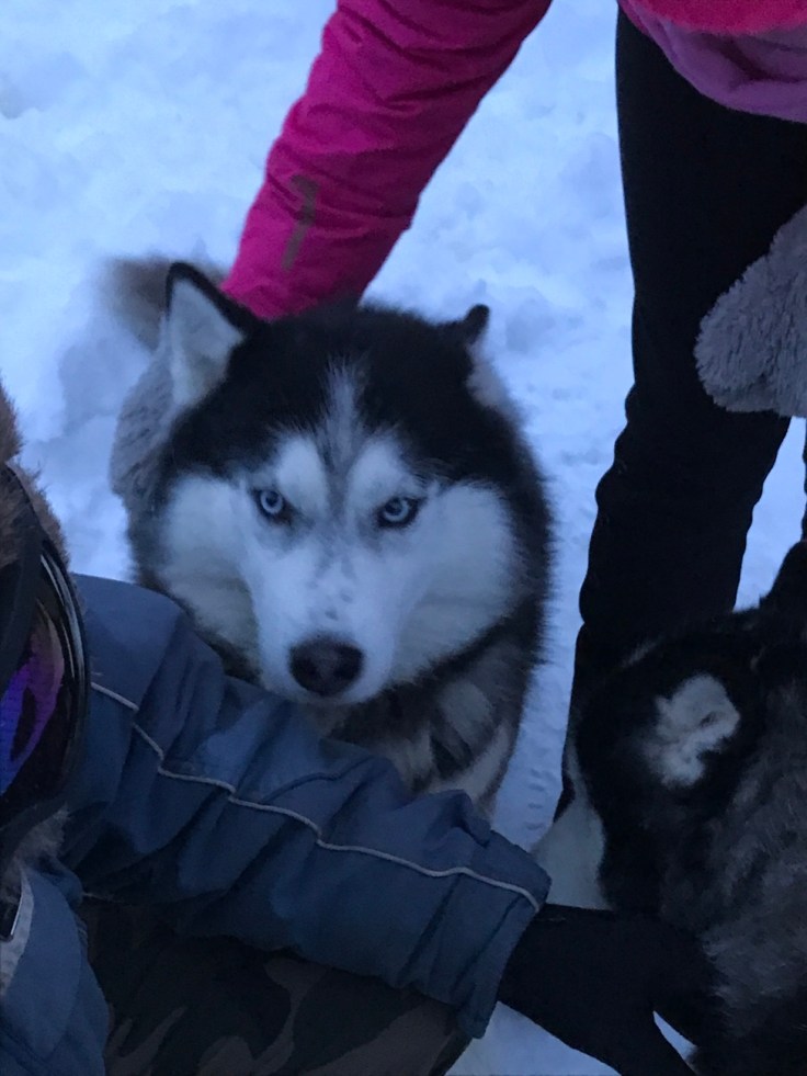 Paasiku mōis, huskyt, Viro, itä-Viro, visit Estonia