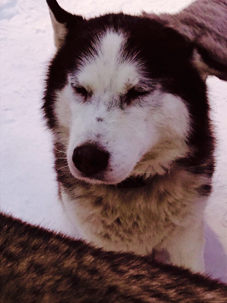 Husky, VisitEstonia, Viro, Occhi