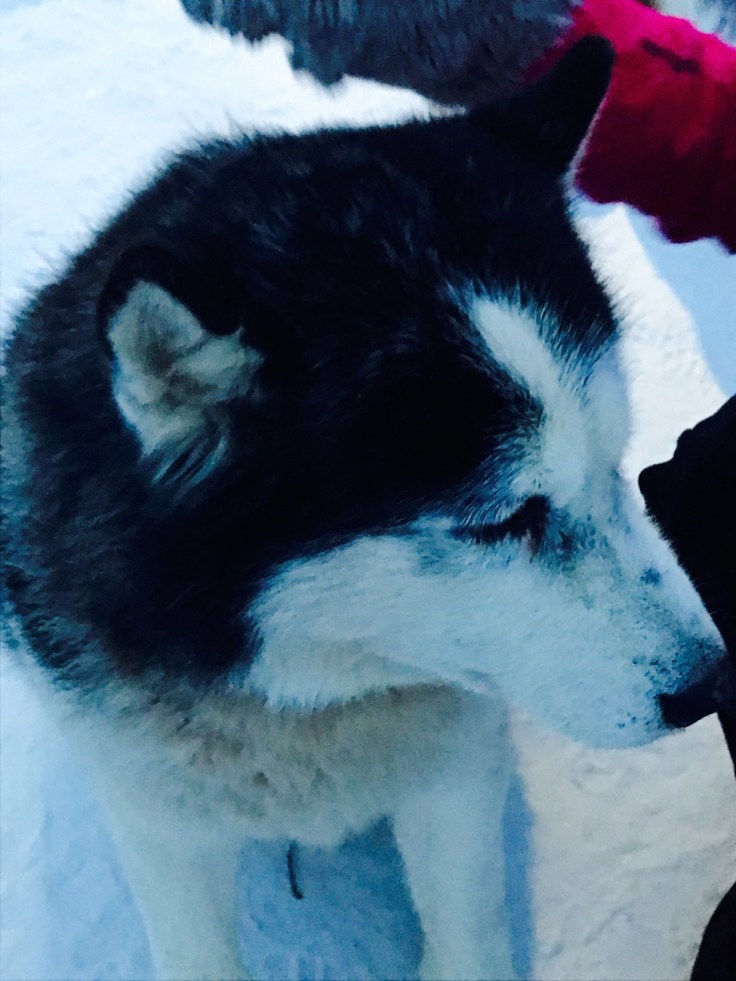 huskyt, siperiahusky, Viro, pohjois-Viro, Paasiku mōis