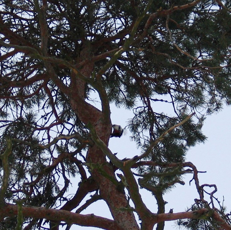 Viro, merenranta Viro, merenranta