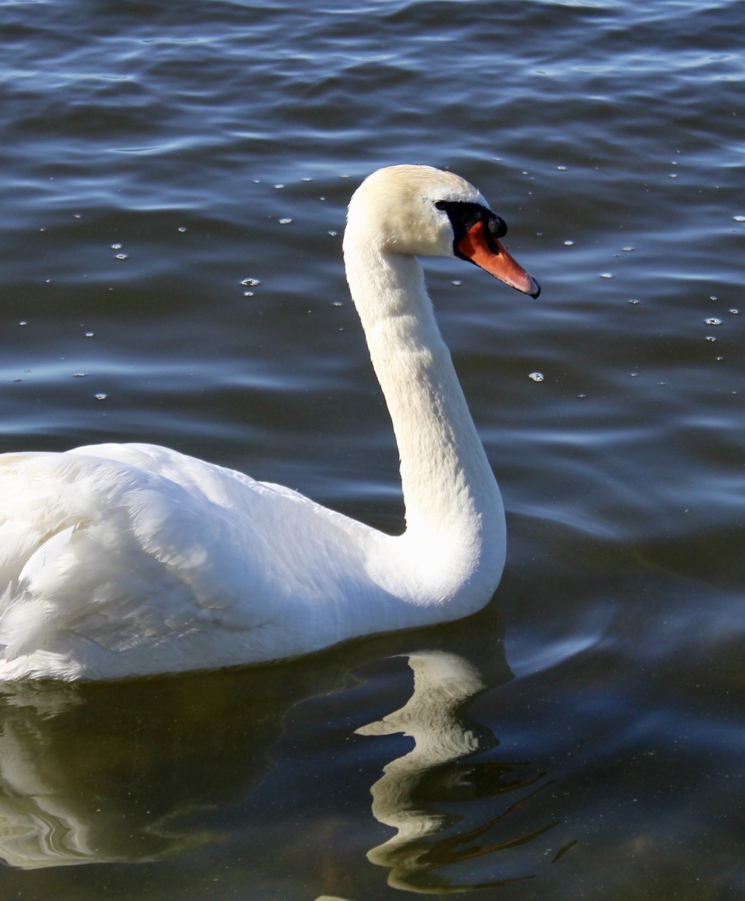 Hamina, Vimpasaari, meri, kesäloma, kotimaan kohde, lomalla kotimaassa, joutsen