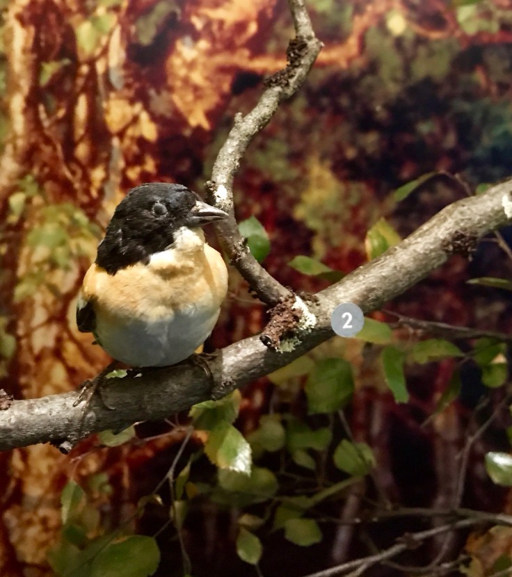 Lapin linnut, Järripeippo, Lappi, Siida