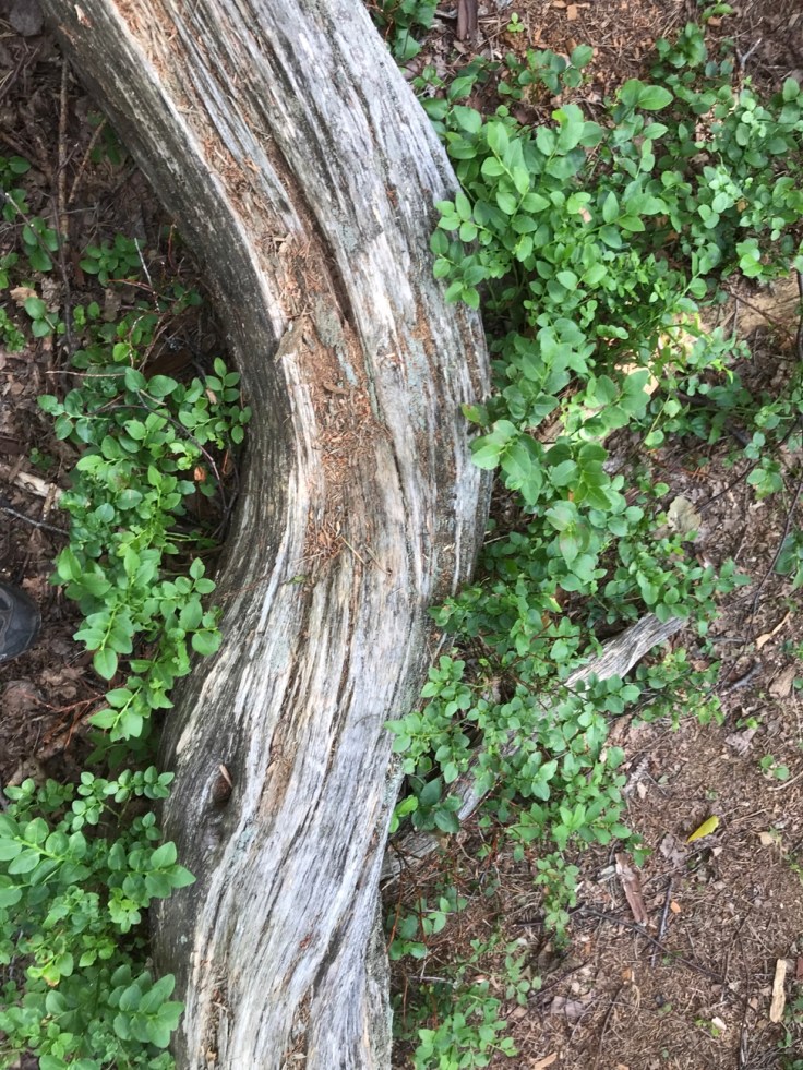 Kansallispuisto, Liesjärvi, retkellä lasten kanssa