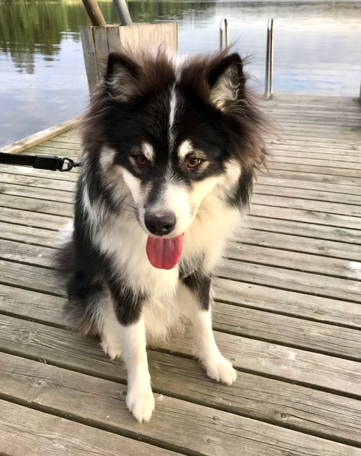 Niemitupa, Punkaharju, lammaspaimen, lampaat, Visit Savonlinna