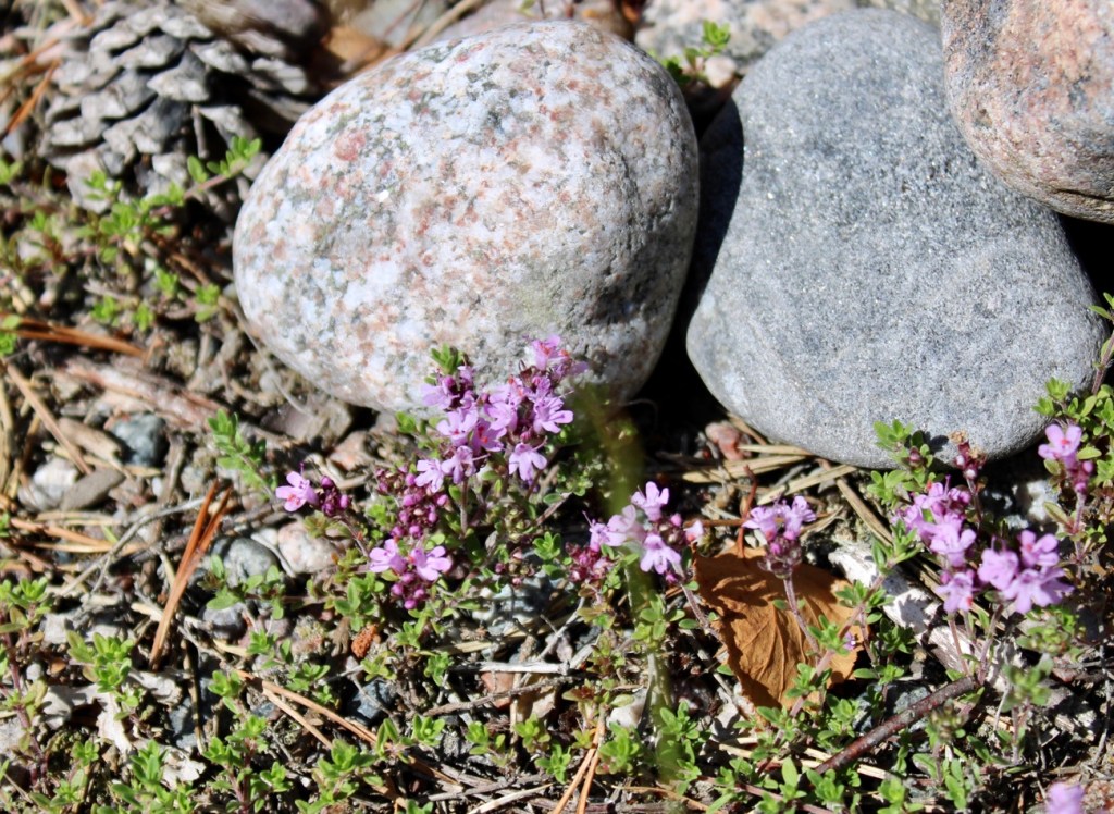Hanko, Tulliniemi, luontopolku, Itämeri, kasvit, luonto