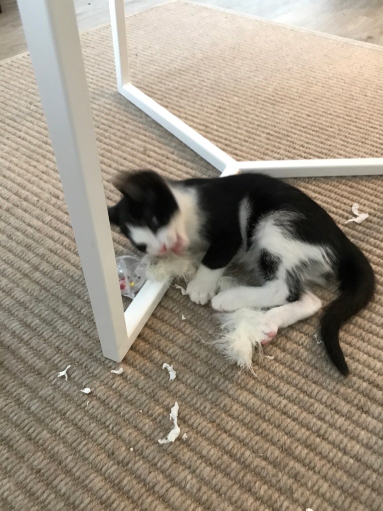 Kissanpentu, lomalla kotimaassa