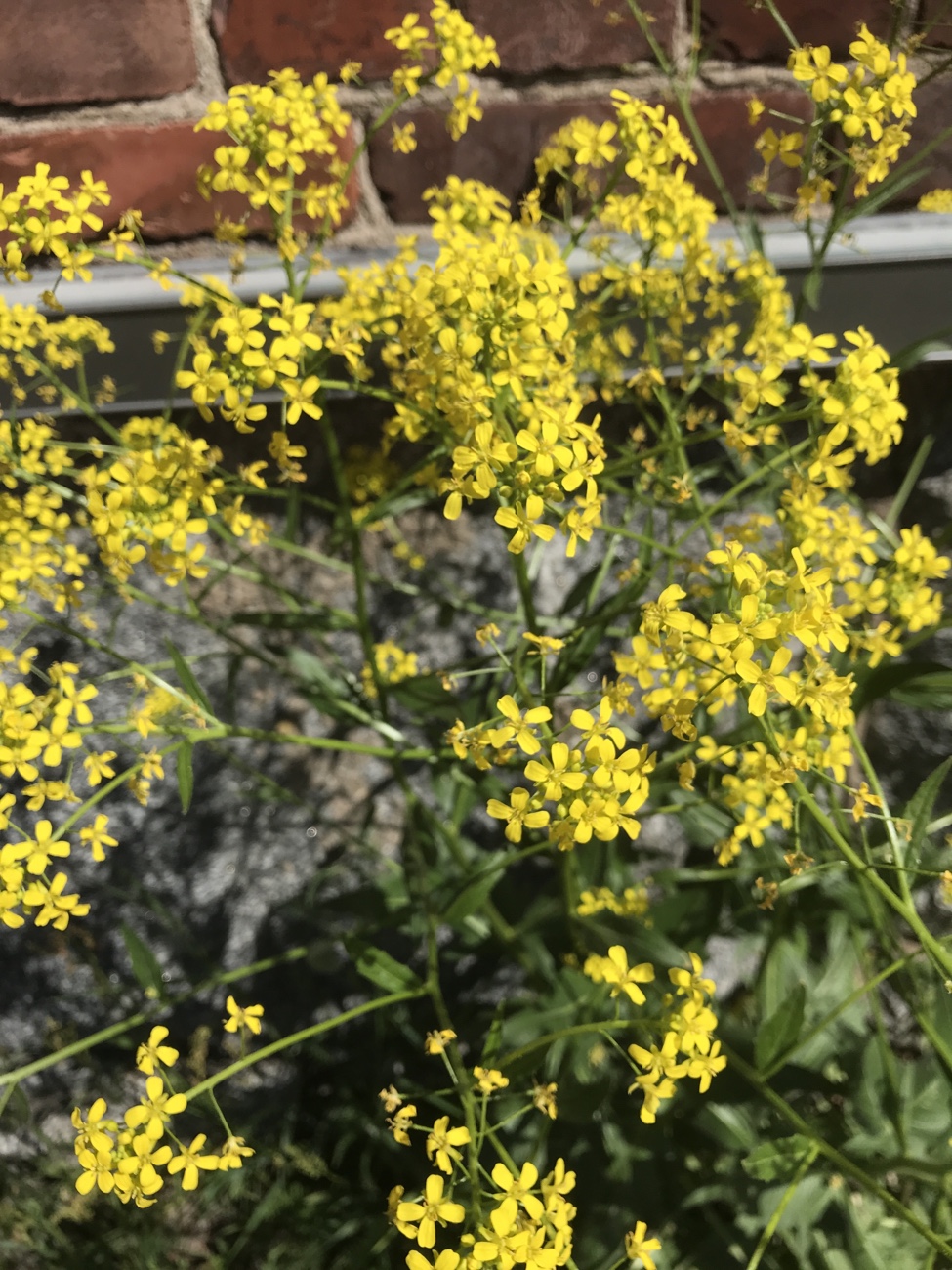 Ukonpalko, linnoitus, Lappeenranta, kotimaan matkailu, historia