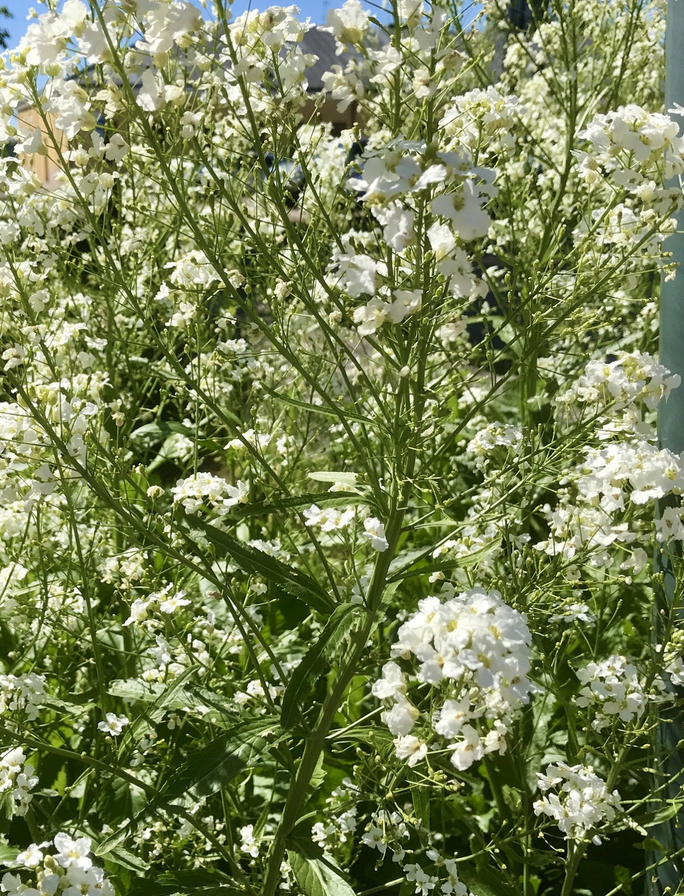 Lappeenranta, harmio, linnoitus, kulttuuri- ja luontopolku, historia