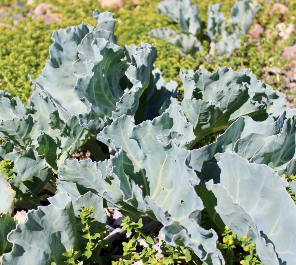 Tulliniemi, Hanko, luontopolku, meri, Itämeri