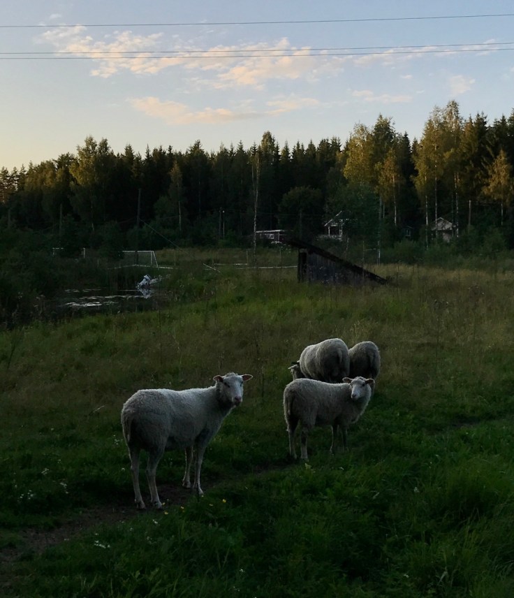 Lampaat, Punkaharju, Visit Savonlinna, Visit Saimaa