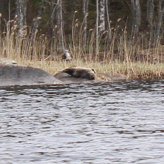 Saimaannorppa, norppalive