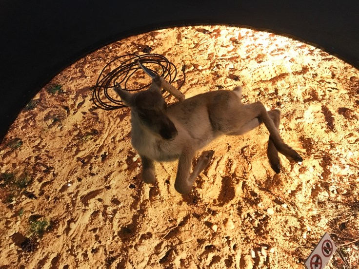 SIIDA, suomen saamelaisten kansallismuseo, Inari