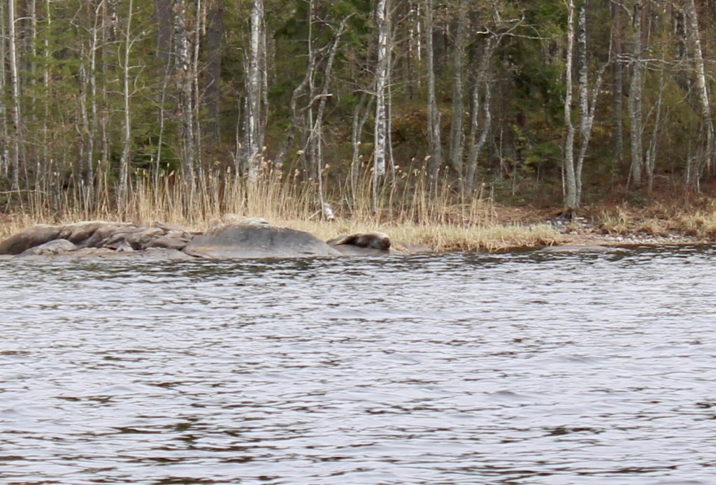 #norppalive, saimaannorppa, Saimaa, Puumala