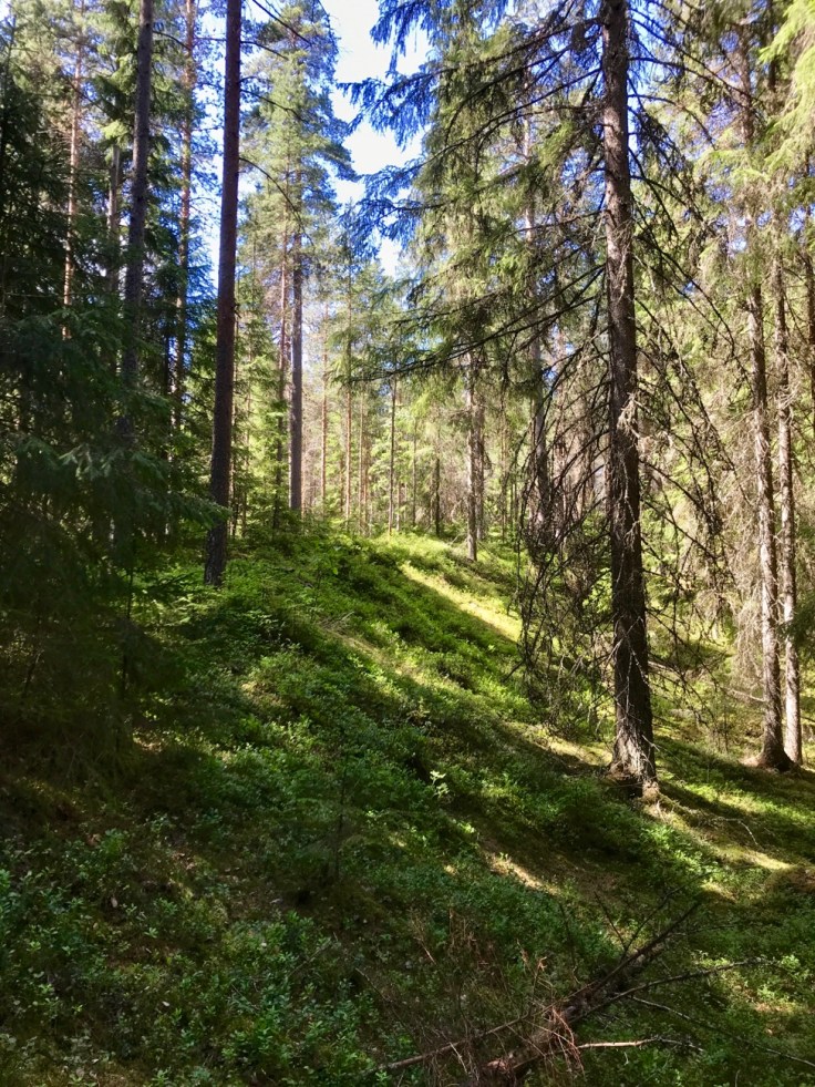 Liesjärvi, Liesjärven kansallispuisto, retkellä lasten kanssa
