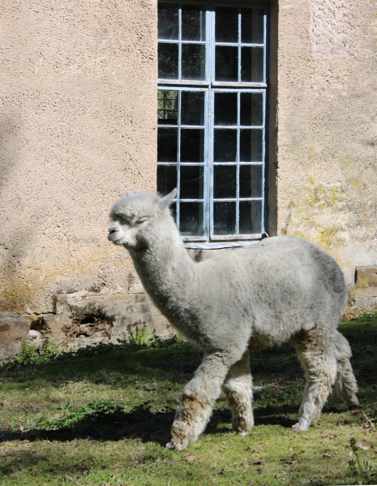 Alpakat, Mathildedal