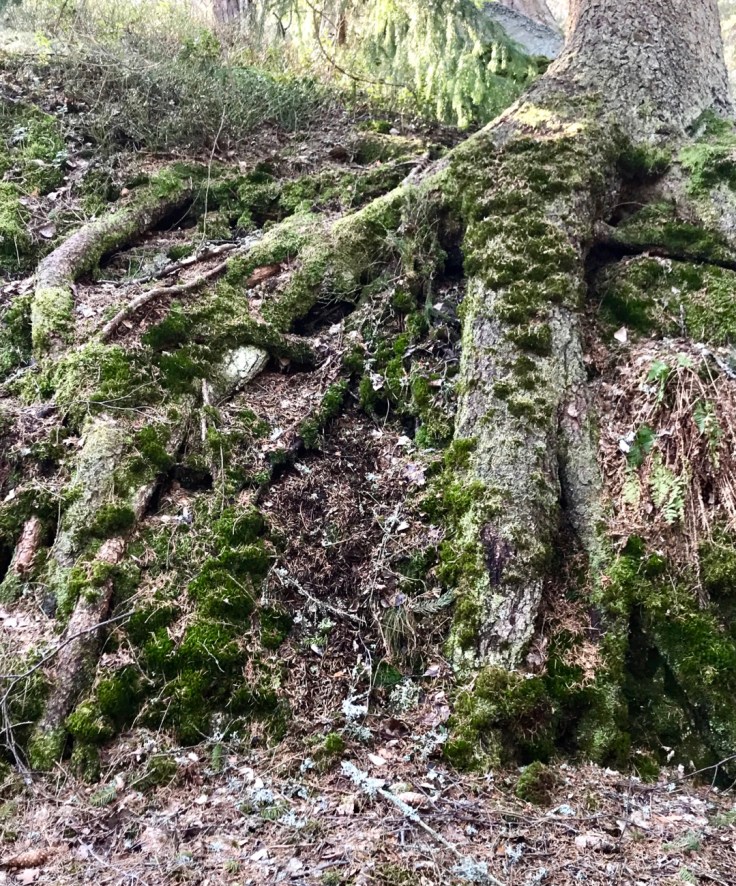 Visit Tuusulanjärvi, luonto, Sarvikallio, kevät